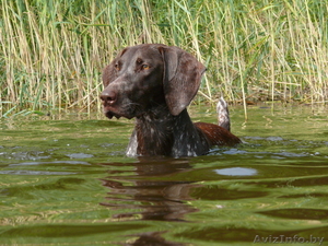 Щенки курцхаара в Минске #198838