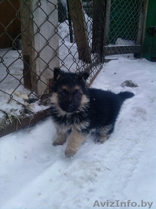 Продается щенок немецкой овчарки #213636
