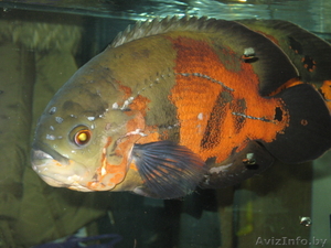 Продам астронотусов #205344