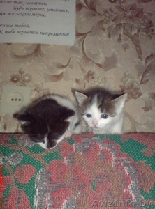 милые котята остались без мамы #210099