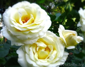 Продам саженцы роз  #213773