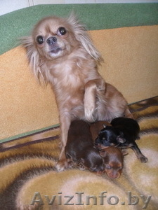 Русский Той-терьер #176411