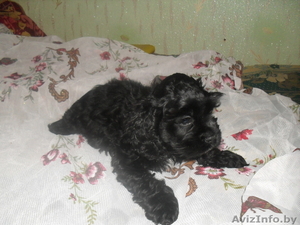 щенок американского кокер -спаниеля #211184