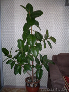 Цветок ФИКУС красивый #185244