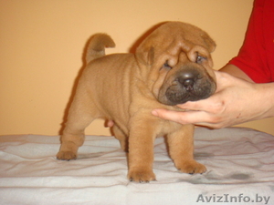 Продам щенков шар-пея.Шар-пей щенки #200677