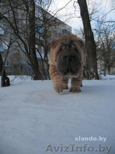 шарпея щенки недорого #196364