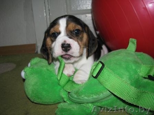 Продаются Щенки Бигля от элитных родителей #190155