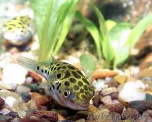 продам тетраодона #212621