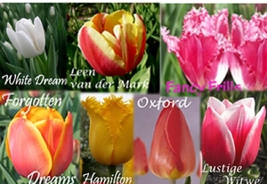 Цветы к 8 марта #184054