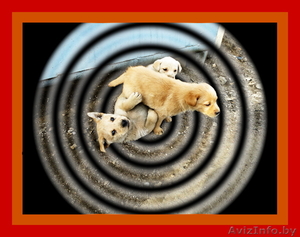 Солнечные малыши ждут надежного хозяина. #214340