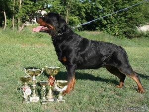 Породистые щенки ротвейлера #198473