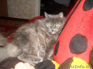 дарю в хорошие надёжные руки умную, ласковую и пушистую кошечку(2 года). #203886