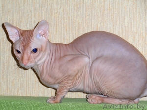 Элитный кот породы Донской сфинск ищет подругу для вязки! #186863