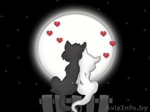 Сдаю 2ком.квартиру на пл.Победы круглосуточно(50$сутки, 1м.метро!Дом на Кругу) #237702