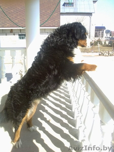 кабель бернского зенненхунда  ищет подругу  #218859