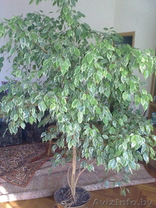 Фикус Бенджамена #219744