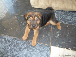 очароварельный щенок #226954