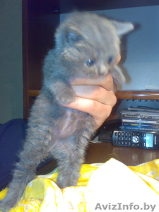 Продаются британские короткошёрстные котята #245976