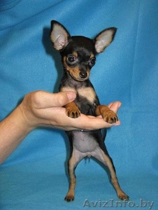 той-терьер #229543