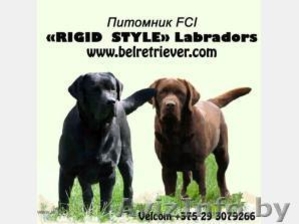 Лабрадора ретривера щенки шоколадного окраса. #232093