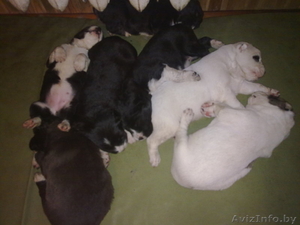 щенки среднеазиатской овчарки (алабай) #240235