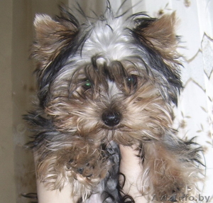  йоркширский терьер #235643