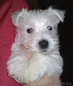 Вест Хайленд Терьер щенки #245710