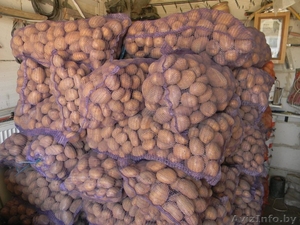 ПРОДАМ КАТРОФЕЛЬ СКАРБ #248158