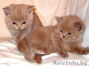 Британские котята есть мальчики и девочки… #219269