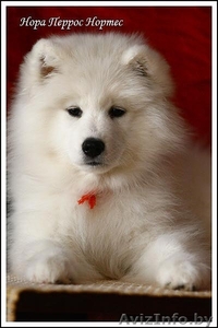 Щенки самоедской лайки! #228302