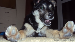 Очаровательная Джесси (метис овчарки) ищет заботливого хозяина! #234952