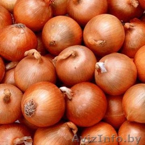 продам Лук репчатый Ростовский,   продоволст. и на перо #216815