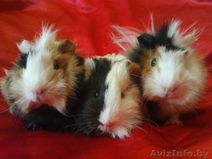 Куплю розеточную морскую свинку  #220200