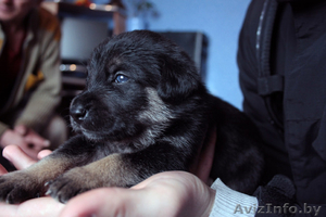 Щенок в дар! Месячные щенки в дар! Мальчики и девочки.   #246318