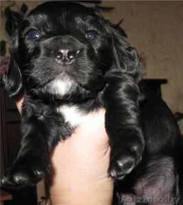 ЩЕНКИ АНГЛИЙСКОГО КОКЕР-СПАНИЕЛЯ #237832