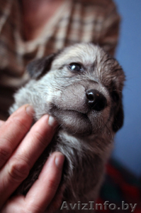 Месячные щенки в дар! Мальчики и девочки. Разного окраса. #239547