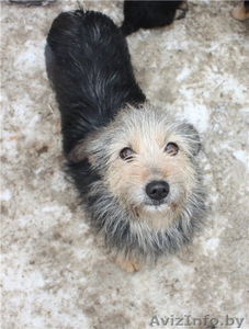 Собака Муха не отчаиваеться найти новый дом!!! #232383