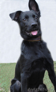 Щенок в дар. Девочка Альма. Черного окраса. Возраст: 3 месяца   #246590