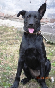 Щенок в дар. Девочка Альма.. Черного окраса. Возраст: 3 месяца  #247472