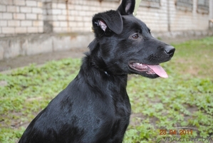 Щенок в дар. Девочка. Черного окраса. Возраст: 3 месяца   #245391