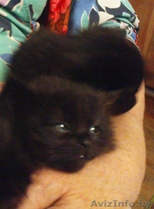Котята черные в дар #218618