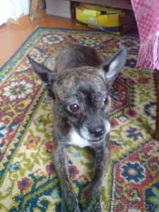 Милые красивые щенки #232347