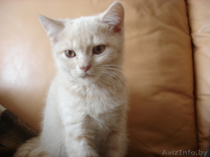 котенок скоттиш страйт #234891