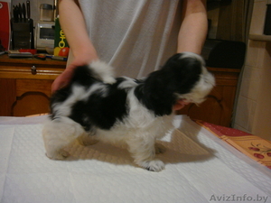 продаются щенки ши-тцу в минске #234089