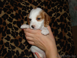 Щенки русского охотничего спаниеля #235336