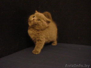 Отличные британские котята из питомника #236684