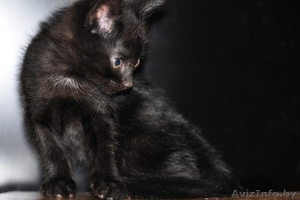 Котята в добрые руки  #233511