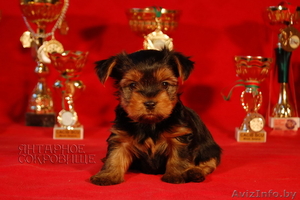 Красивые щенки Йоркширского терьера #225731