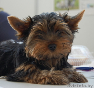 Щенки йоркширского терьера ищут маму #244167