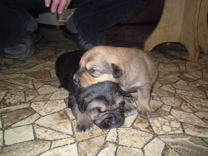 Отдам щенка бельгийской овчарки в хорошие руки, мальчик #248071